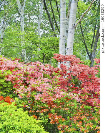 White birch forest and Oriental azalea 16088299
