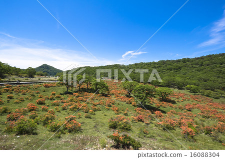 Ranged azalea 2 on the white birch ranch 16088304