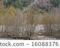 早春的樹 16088376