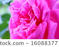 玫瑰 16088377
