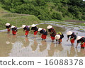 水稻種植 16088378