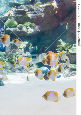Tropical fish 16088664