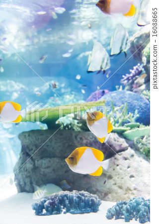 Tropical fish Tropical fish 16088665