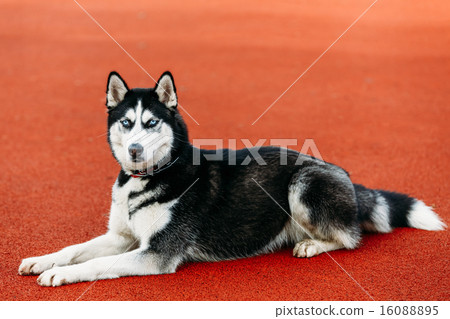 Young Husky Puppy Dog Sitting In Red Floor Outdoor Young Husky Puppy Dog Sitting In Red Floor Outdoor 16088895