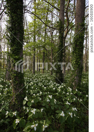 Ooba nano enlivis 16088900