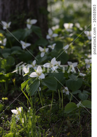 Ooba nano enlivis Ooba nano enlivis 16088903