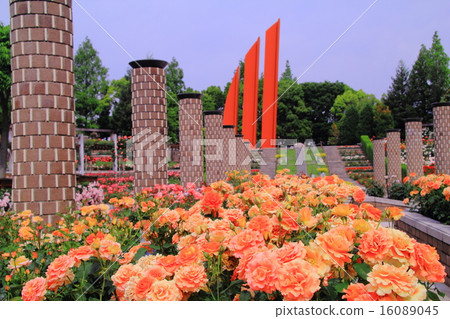 Roses blooming in Aramaki Park (Itami City) <Brass band> America 16089045