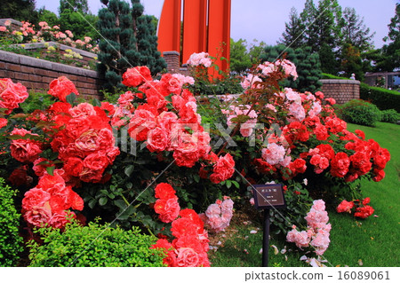 在Aramaki公園(伊丹市)開花的玫瑰<Bonica>法國 在Aramaki公園(伊丹市)開花的玫瑰<Bonica>法國 16089061