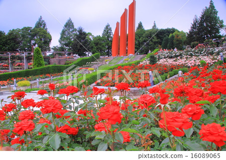 在Aramaki公園（伊丹市）開花的玫瑰<level> 16089065