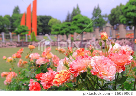 在Aramaki公園（伊丹市）開花的玫瑰<George Burns> 16089068
