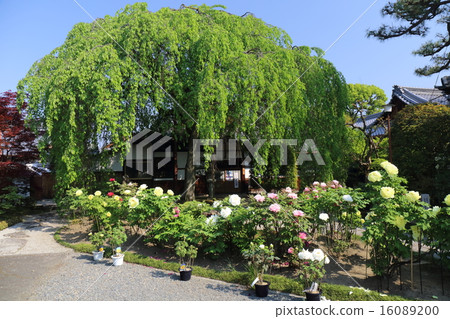 The peony of Kyoto Honmonji 16089200