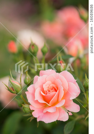 Rose (Boldur Aprico) 16089686