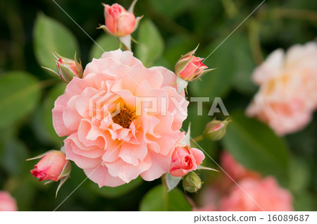 羅斯（Boldur Aprico） 16089687