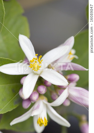 檸檬花 16089847