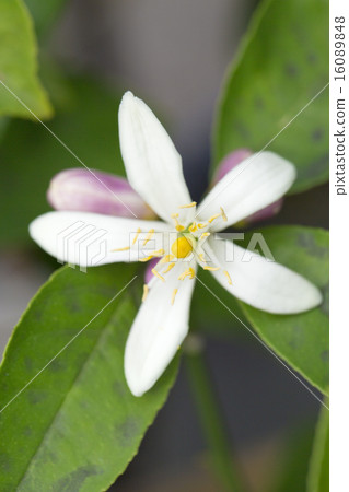 檸檬花 檸檬花 16089848