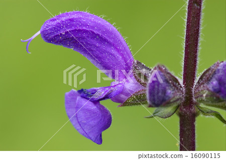 violet  glechoma hederacea hirsuta labiate 16090115