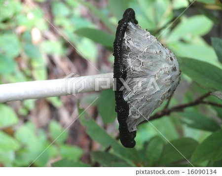 Sasakure人吉黑褶液化 16090134