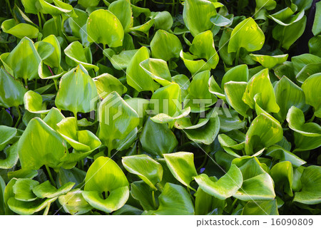 Water Hyacinth in the pond 16090809