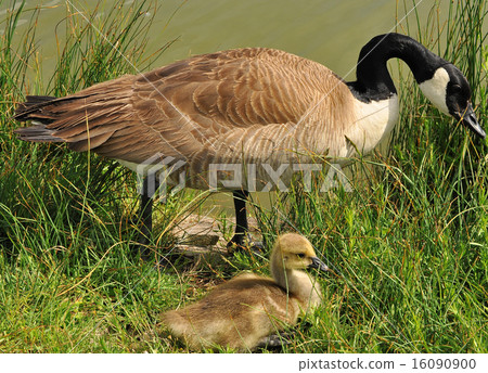 Canada Goose parent with gosling in grass by lake 16090900