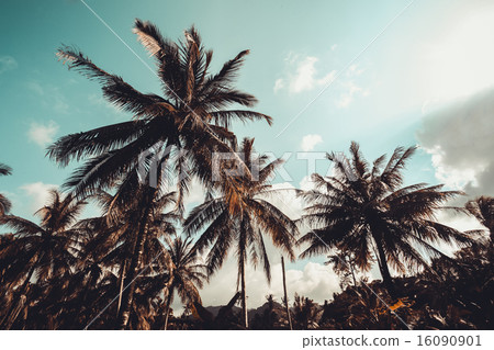 Vintage palm trees at tropical coast 16090901