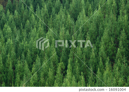Cedar forest 16091004