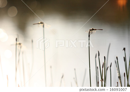 Autumn waterside 16091007