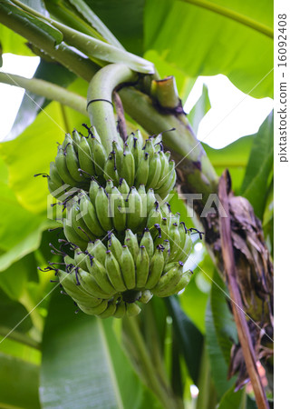 Bananas growing in a plantation 16092408