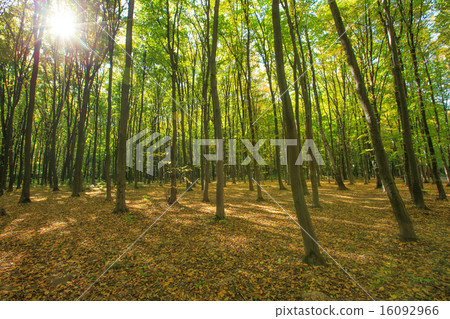 forest 16092966