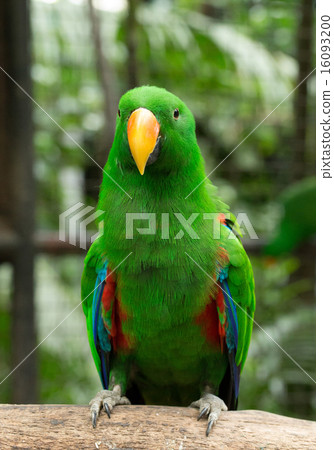 parrot bird 16093200