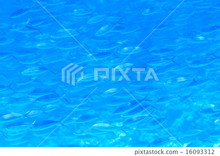 Underwater panorama 16093312