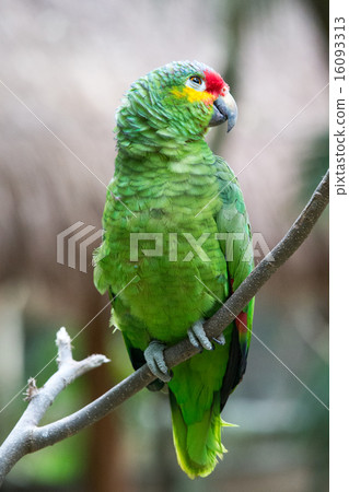 parrot 16093313