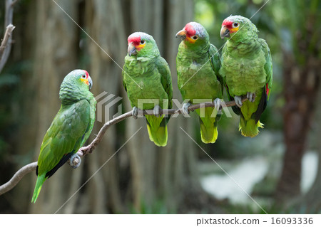 parrot bird parrot bird 16093336