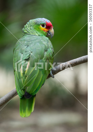 parrot parrot 16093337