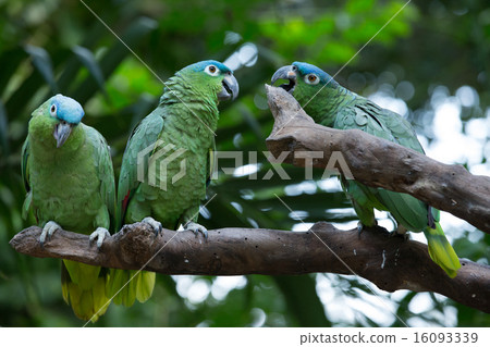 parrot bird parrot bird 16093339