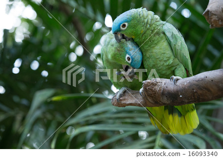 parrot bird parrot bird 16093340