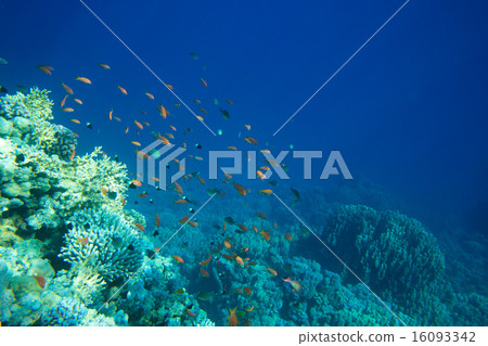 Underwater panorama Underwater panorama 16093342