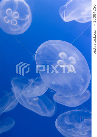 Moon jellyfish 16094250