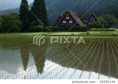 World heritage Shirakawago early summer 16095144