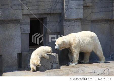 Parent and child white bull _ fell down Parent and child white bull _ fell down 16095285