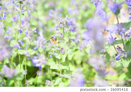 蜜蜂和鮮花 16095418