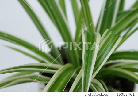 吊蘭 吊蘭 16095461