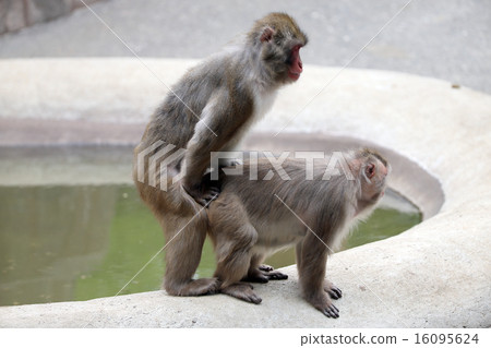 Mating of Japanese monkeys 16095624