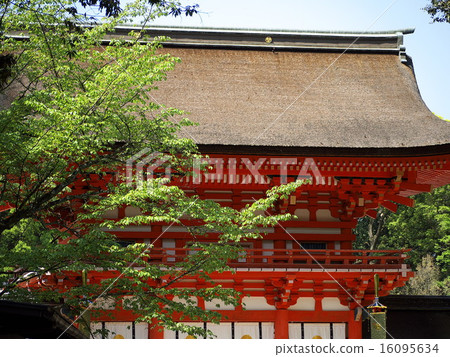 Fresh green Shimogamo Shrine Fresh green Shimogamo Shrine 16095634