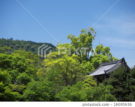 新鮮綠色的佐賀Shakado 16095636