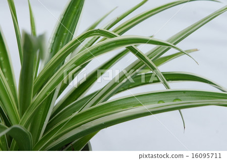 吊蘭 吊蘭 16095711