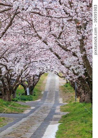 Cherry Arches 16095983