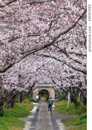 Cherry Arches 16095985