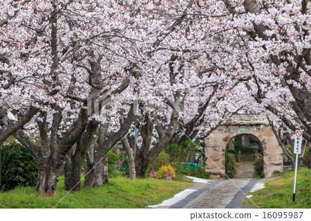 Cherry Arches 16095987