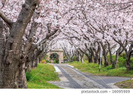 Cherry Arches 16095989