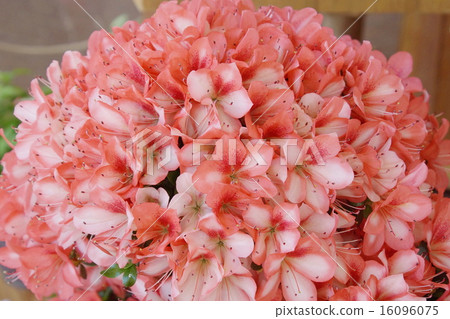 Satsuki Hakkei Mirror - Stock Photo [16096075] - PIXTA